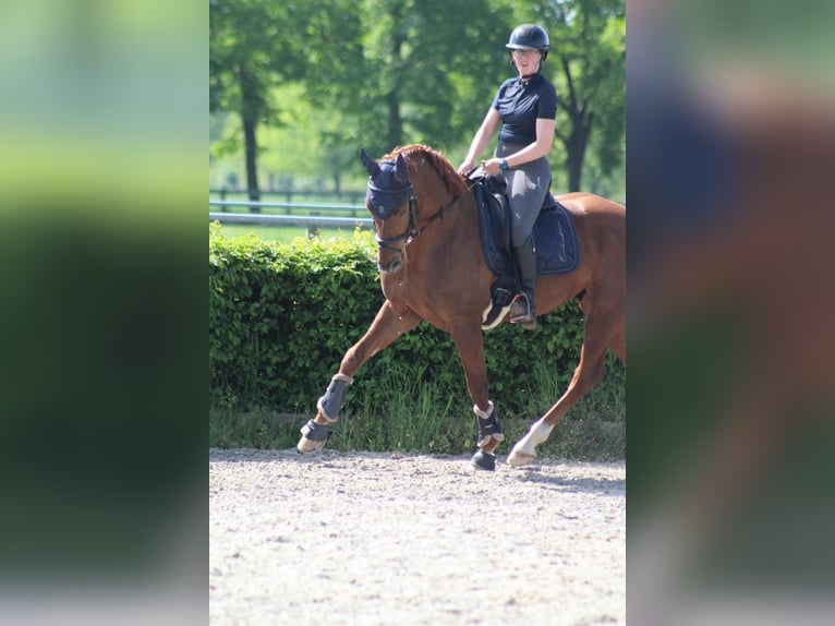 SUCHE Dressurpferd zur Verfügung 