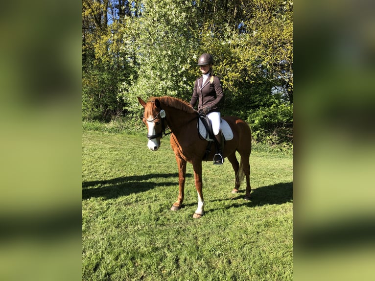 Suche ein Pferd zur Verfügung