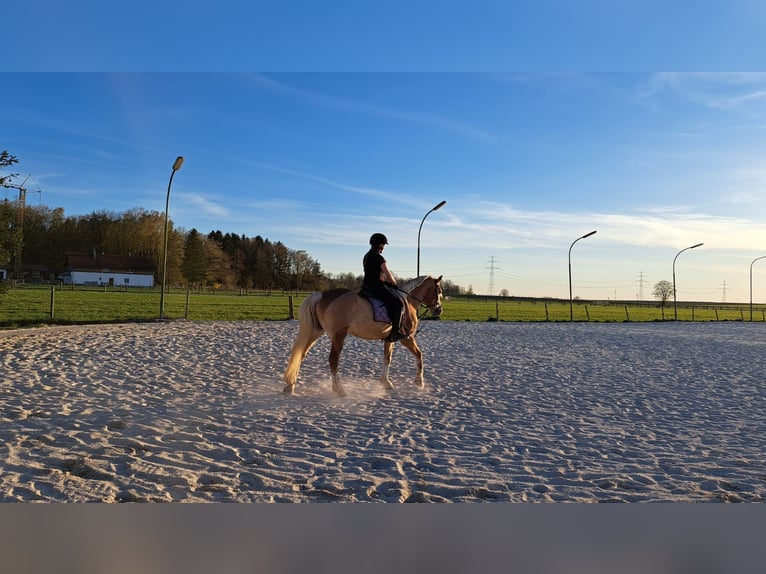 Suche eine liebevolle Reitbeteiligung (RsP(