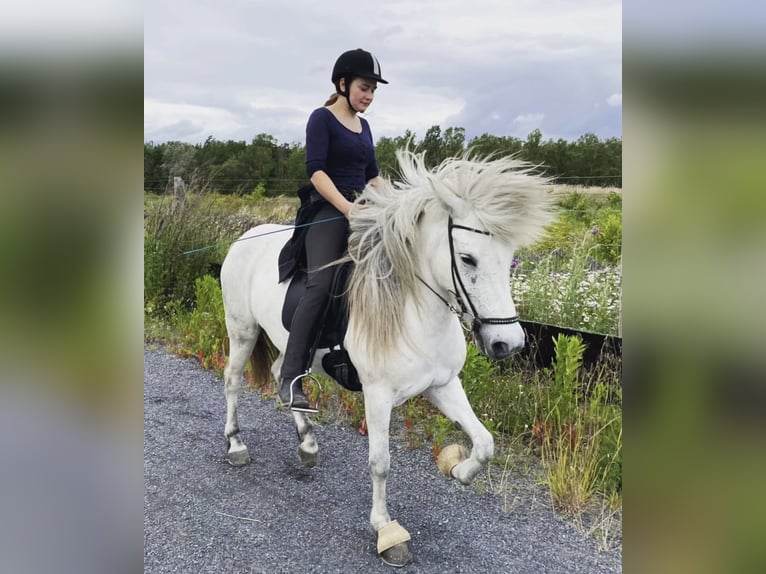 Suche eine Reitbeteiligung auf einem Isländer Suche eine Reitbeteiligung auf einem Isländer