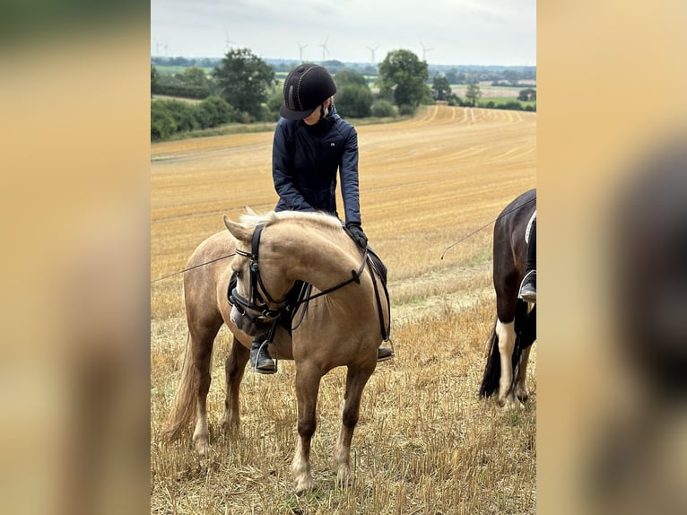 Suche eine Reitbeteiligung für drei mal die Woche Suche eine Reitbeteiligung für drei mal die Woche