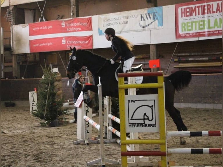 Suche eine Reitbeteiligung im Raum Tübingen