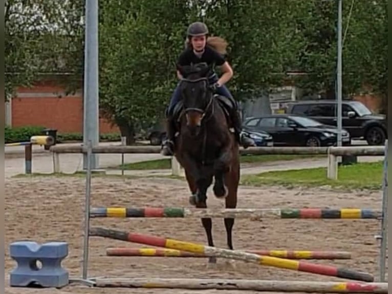 Suche eine Reitbeteiligung im Raum Tübingen