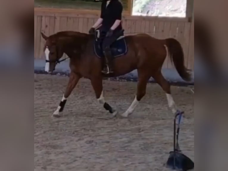 Suche eine Reitbeteiligung im Raum Tübingen
