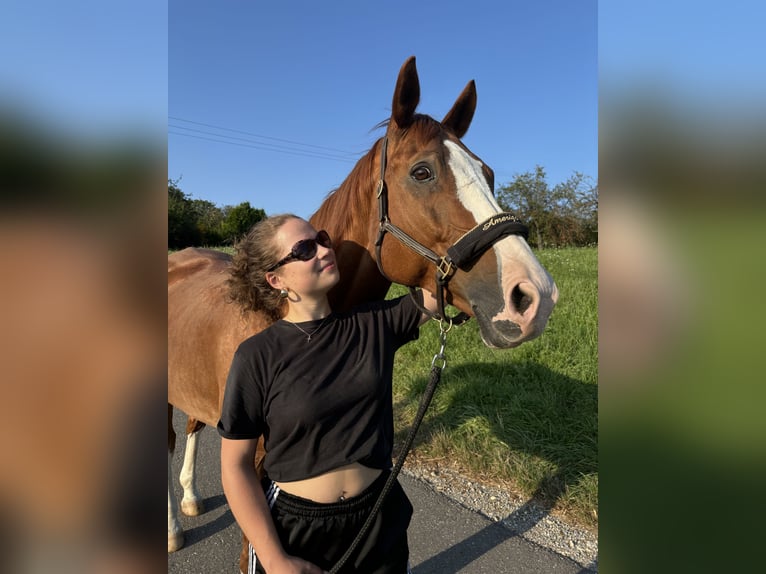 Suche eine Reitbeteiligung im Raum Tübingen
