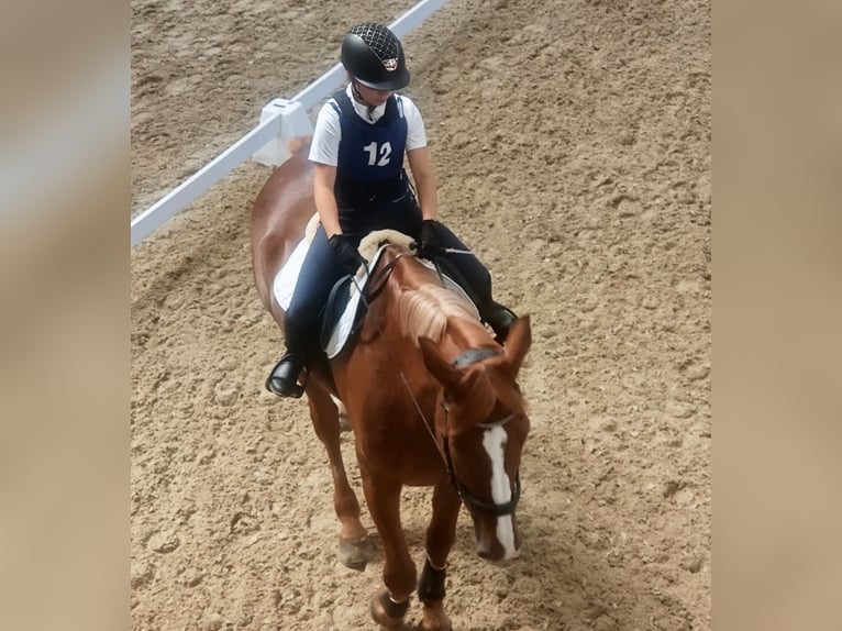 Suche eine Reitbeteiligung im Thurgau