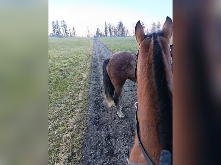 Suche eine Reitbeteiligung im Thurgau