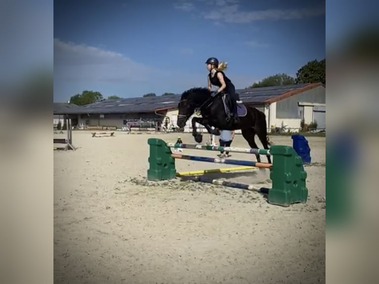 Suche eine Reitbeteiligung (Reiter sucht Pferd)