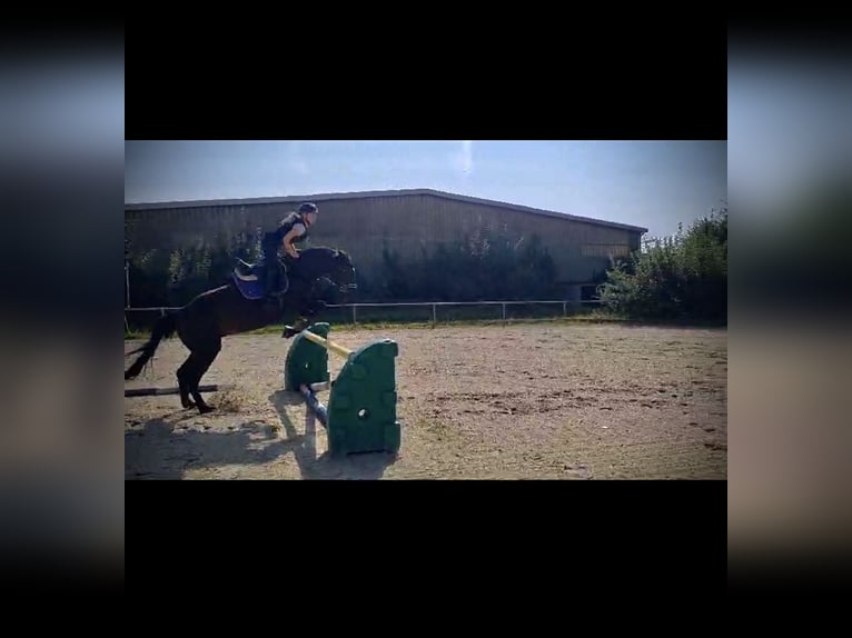 Suche eine Reitbeteiligung (Reiter sucht Pferd)
