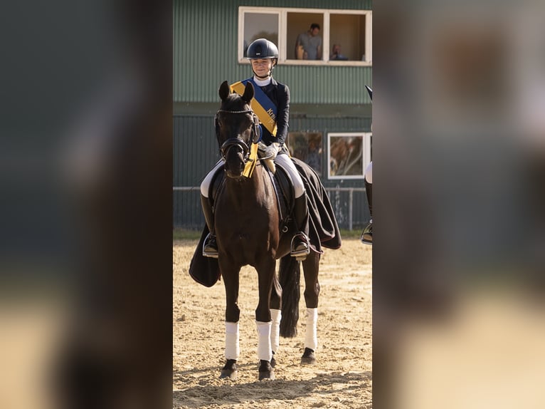 Suche eine Reitbeteiligung