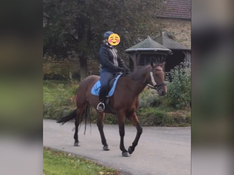 Suche eine Reitbeteiligung