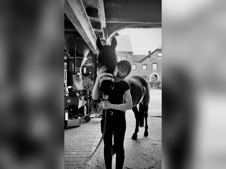 Suche eine Reitbeteiligung
