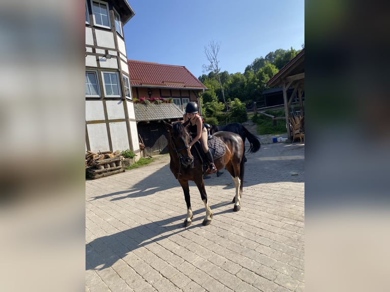 Suche eine Reitbeteiligung