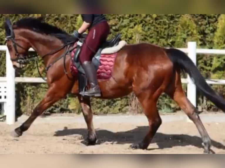 Suche eine Reitbeteiligung 