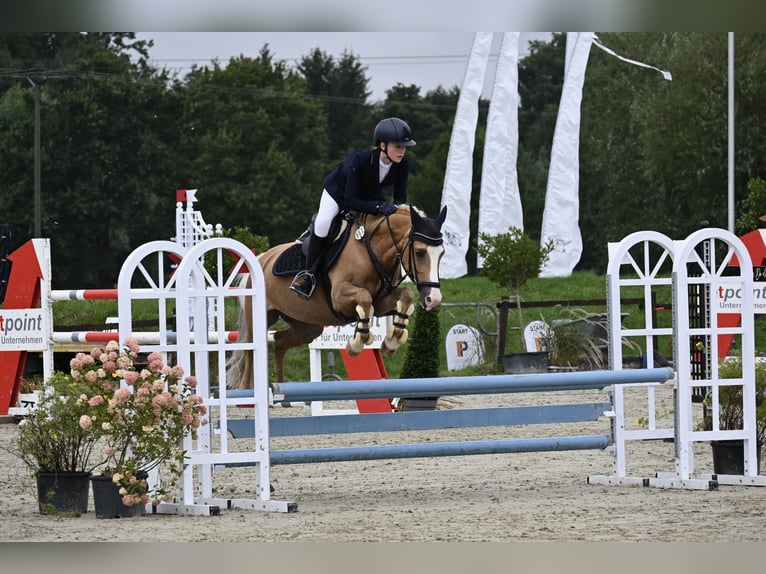 Suche eine Reitbeteiligung