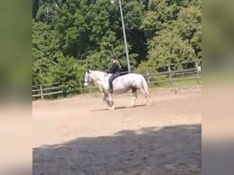 Suche eine Reitbeteiligung