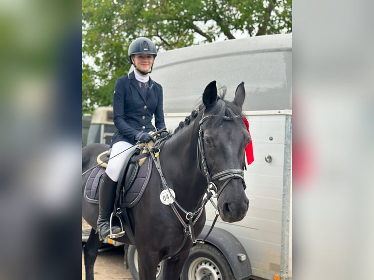 Suche eine Reitbeteiligung