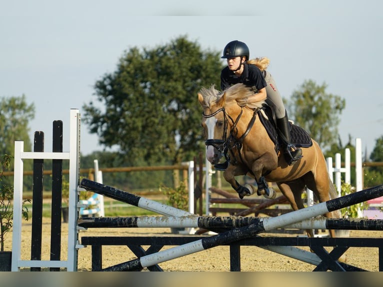 Suche eine Reitbeteiligung