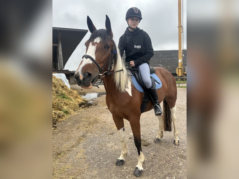 Suche eine Reitbeteiligung 