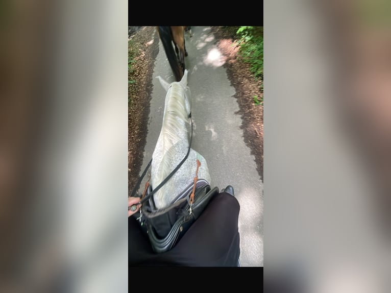 Suche eine Reitbeteiligung