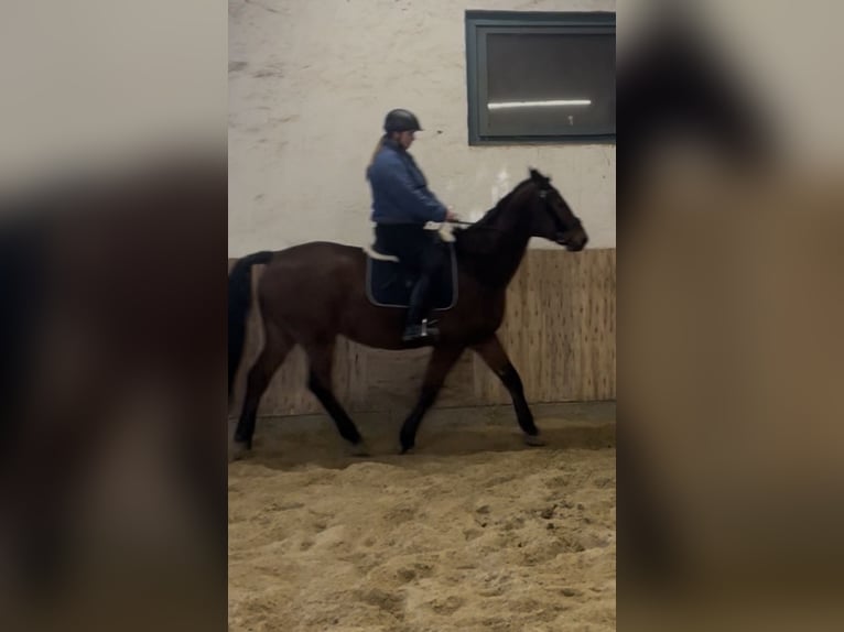 Suche eine Reitbeteiligung