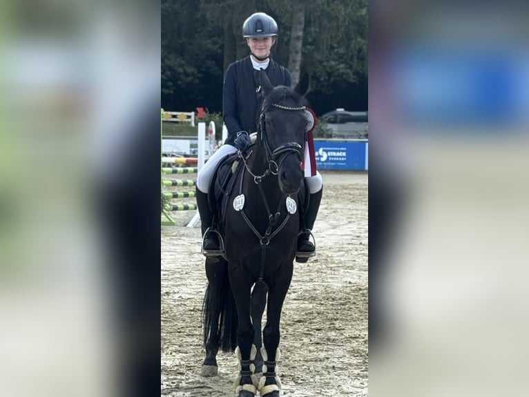 Suche eine Reitbeteiligung