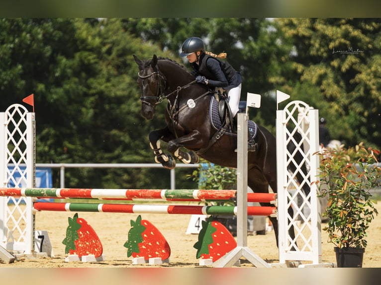 Suche eine Reitbeteiligung