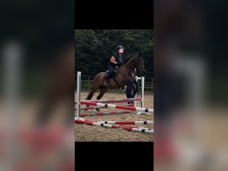 Suche eine Reitbeteiligung