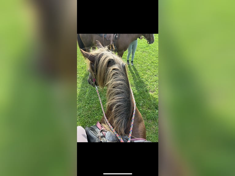 Suche eine reitbeteiligung Suche eine reitbeteiligung