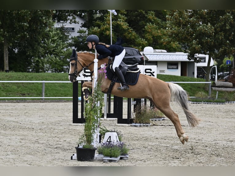 Suche eine Reitbeteiligung