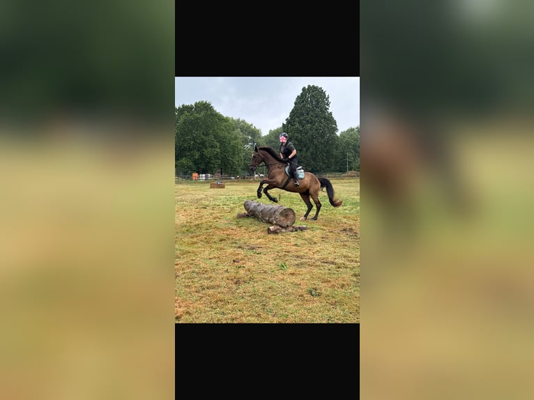Suche eine Reitbeteiligung
