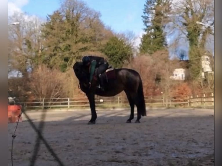 Suche eine Reitbeteiligung