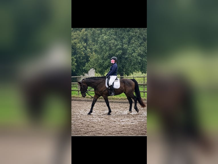 Suche eine Reitbeteiligung