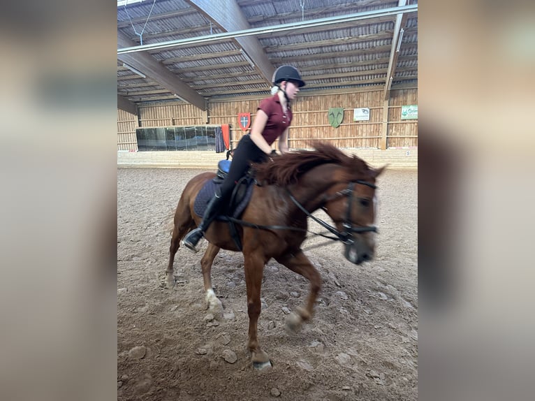Suche eine Reitbeteiligung 