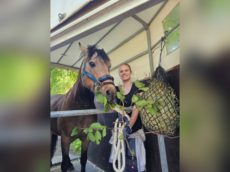 Suche Freizeitpferd als Reitbeteiligung