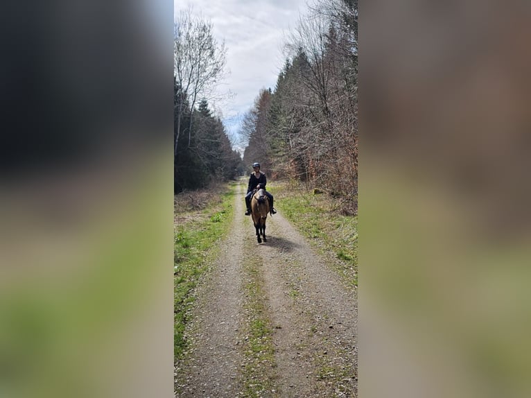 Suche Freizeitpferd als Reitbeteiligung