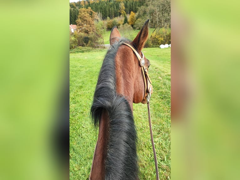 Suche im Raum Hausmannstätten (GU) eine Western RB