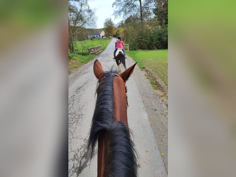 Suche im Raum Hausmannstätten (GU) eine Western RB