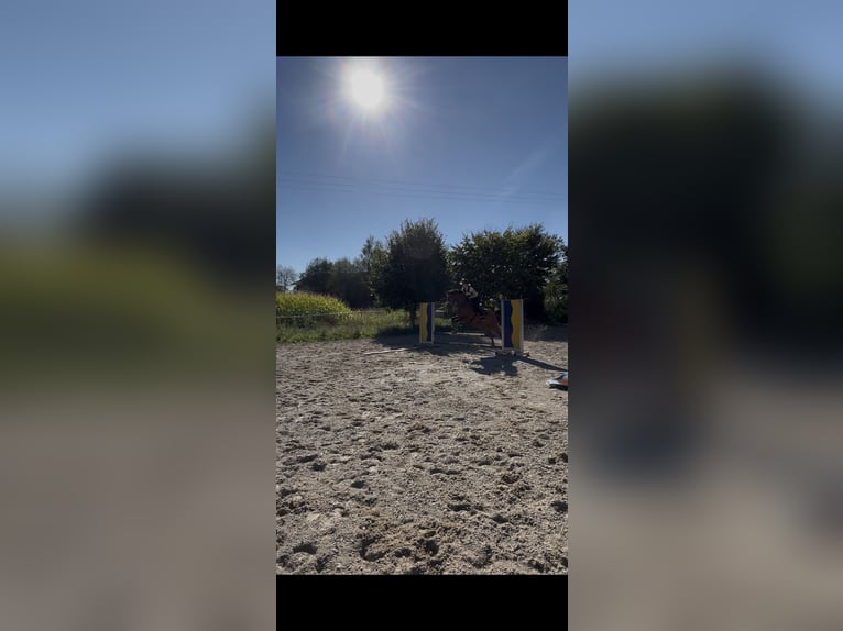 Suche langfristige Reitbeteiligung RsP