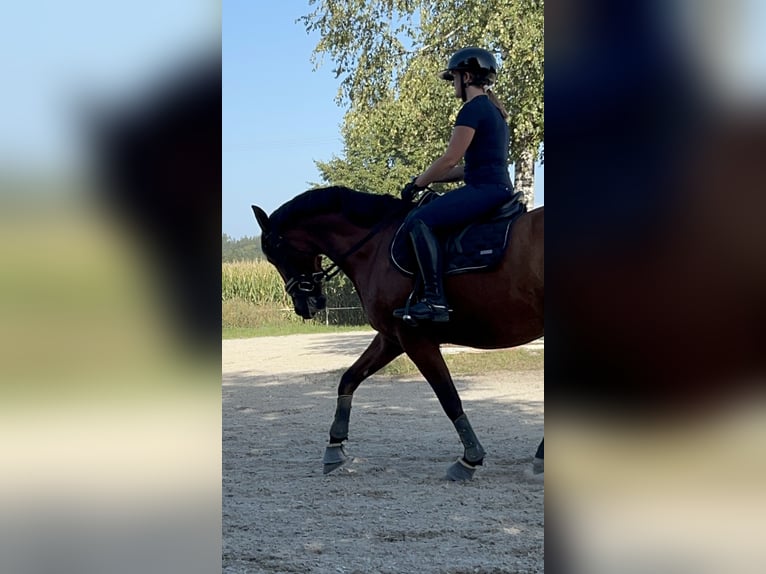 Suche langfristige Reitbeteiligung RsP