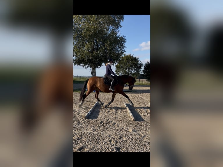 Suche langfristige Reitbeteiligung RsP