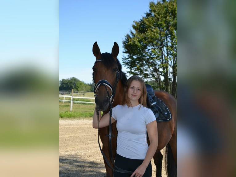 Suche langfristige Reitbeteiligung RsP