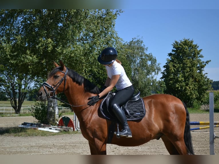 Suche langfristige Reitbeteiligung RsP