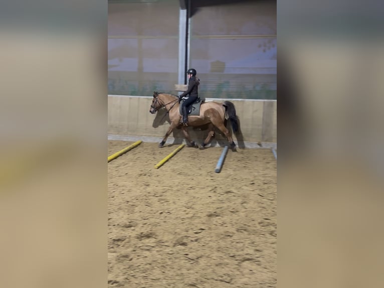 Suche langfristige Reitbeteiligung
