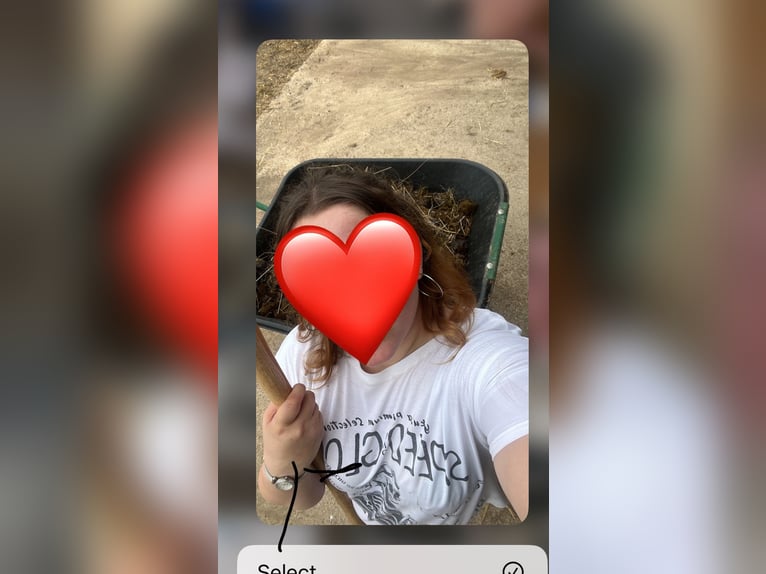 suche liebes Pferd für Reitbeteiligung