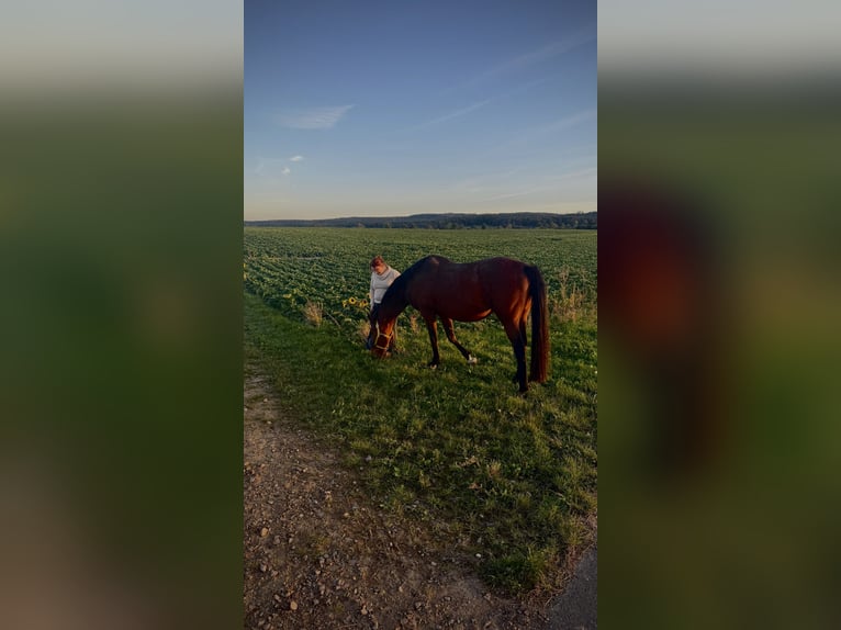 suche liebes Pferd für Reitbeteiligung