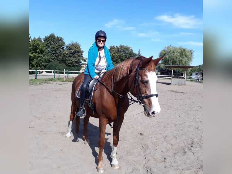 Suche nach eine Stelle für eine Reitbeteiligung