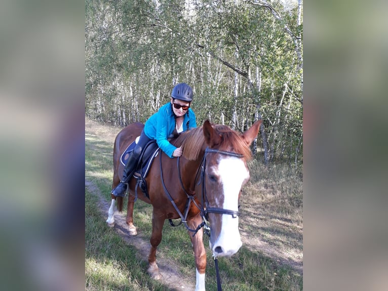 Suche nach eine Stelle für eine Reitbeteiligung