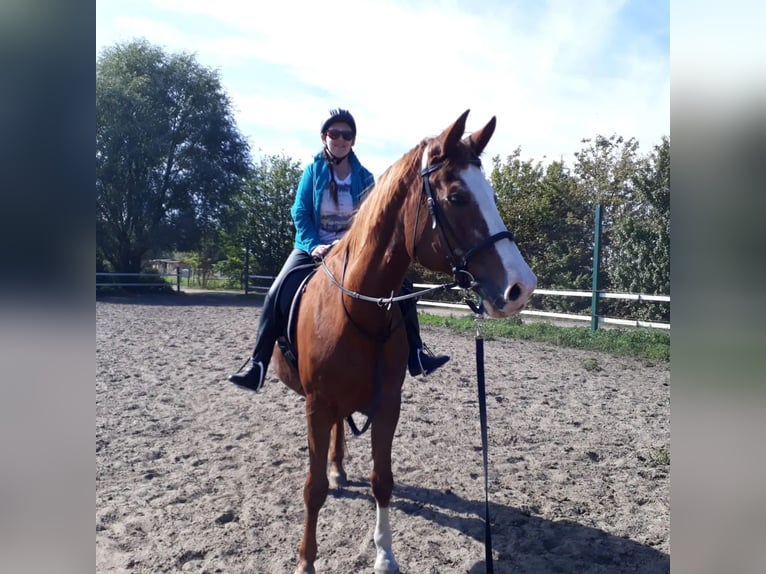 Suche nach eine Stelle für eine Reitbeteiligung