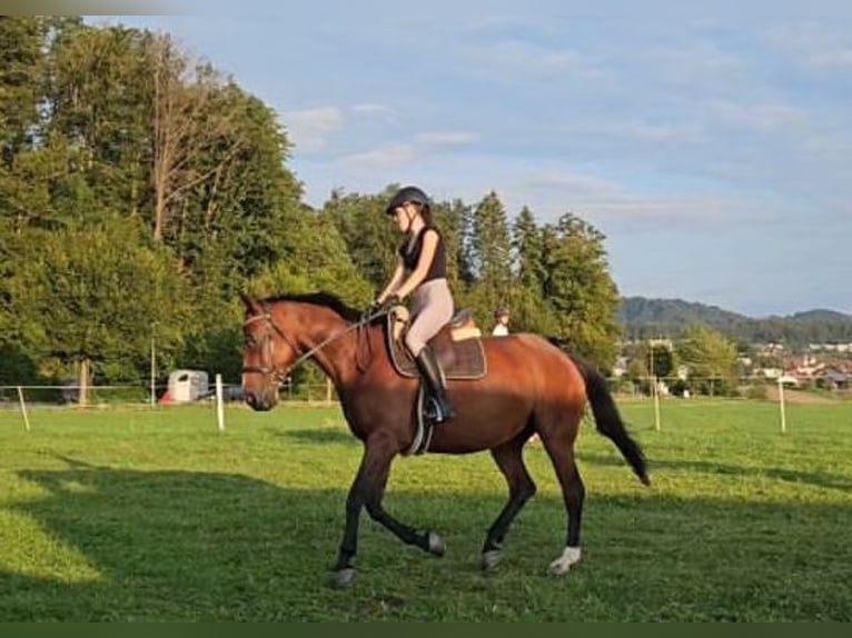 Suche nach einer Tollen Reitbeteilligung im Kanton Zürich